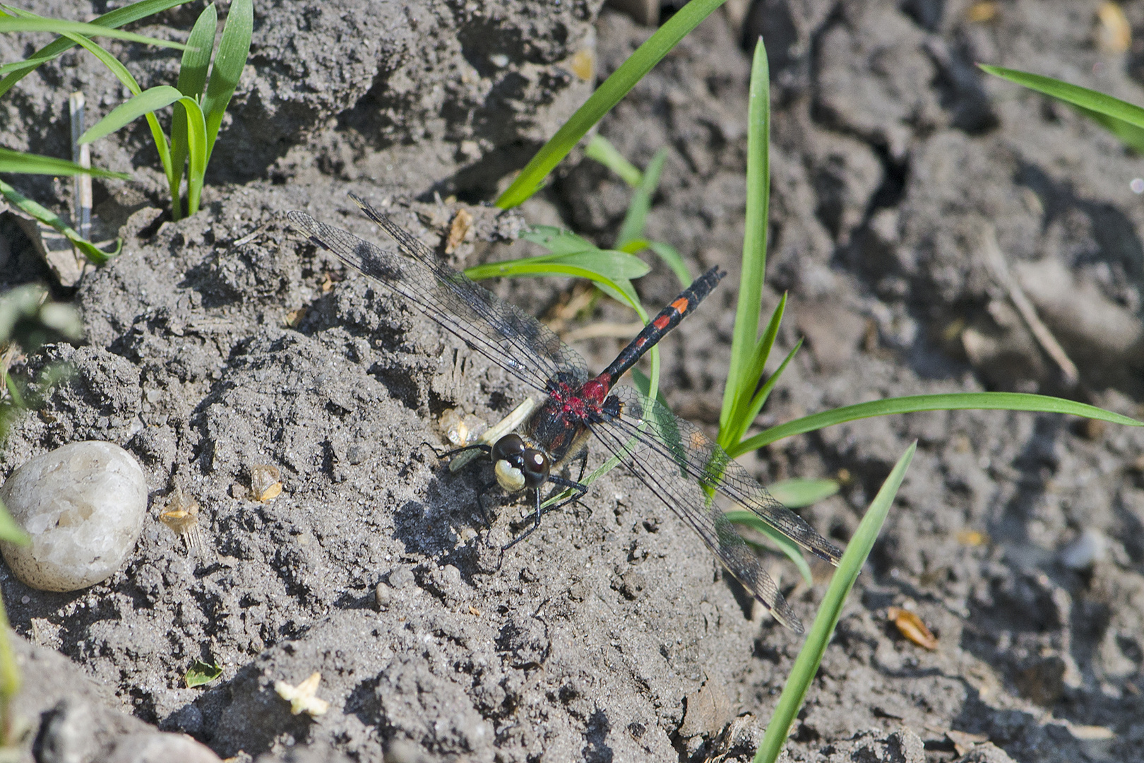 Das Männchen der Kleinen Moosjungfer (Leucorrhinia dubia), . . .