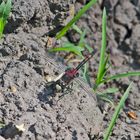 Das Männchen der Kleinen Moosjungfer (Leucorrhinia dubia), . . .