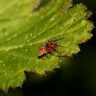 Das Männchen der Kräuselspinne NIGMA FLAVESCENS