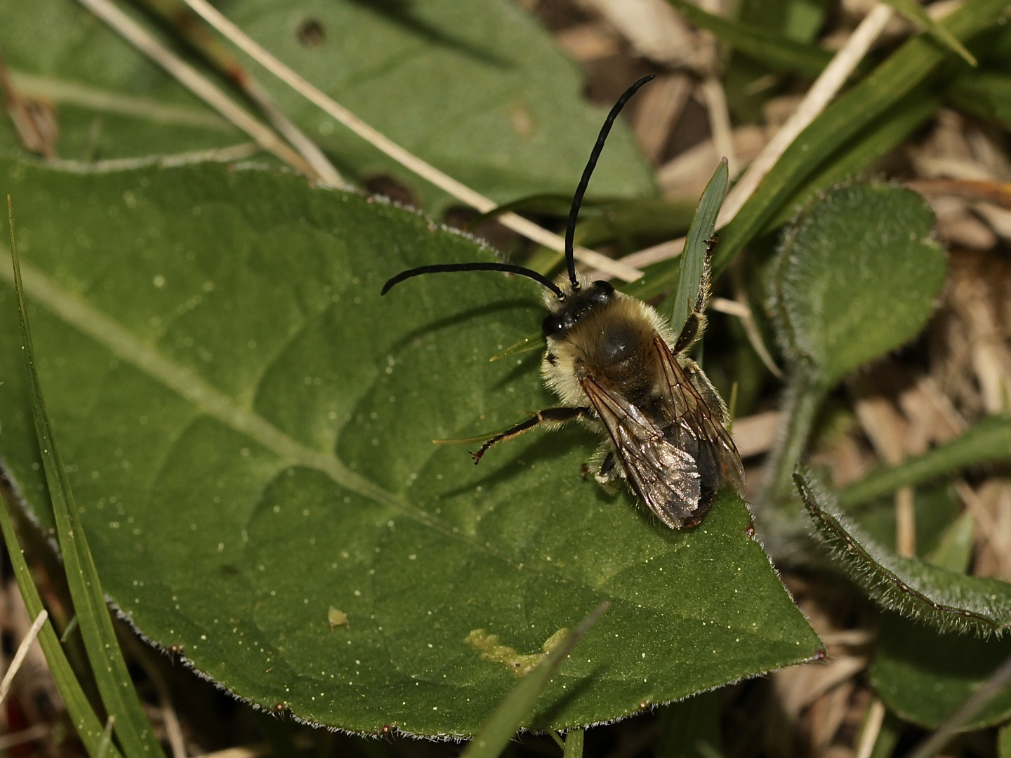 Das Männchen der Langhornbiene EUCERA NIGRESCENS