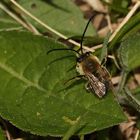 Das Männchen der Langhornbiene EUCERA NIGRESCENS