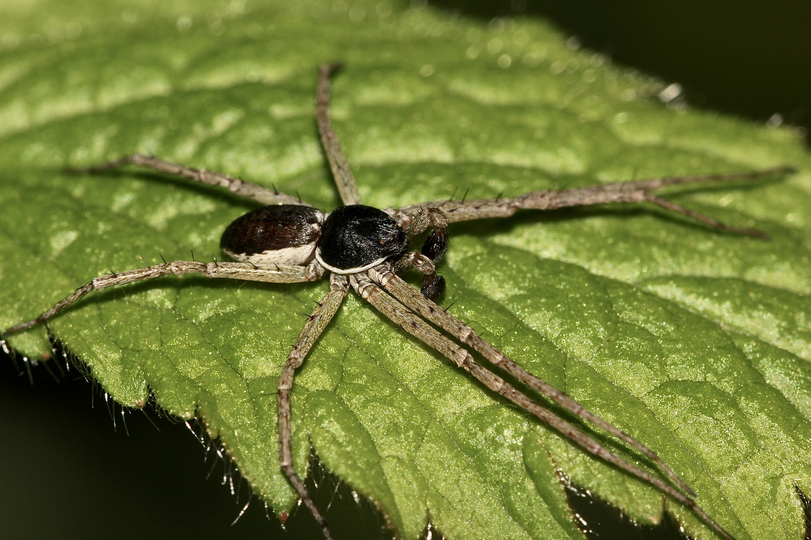 Das Männchen der Laufspinne PHILODROMUS DISPAR