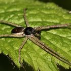 Das Männchen der Laufspinne PHILODROMUS DISPAR