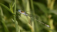 Das Männchen der "Libelle des Jahres 2016": ...