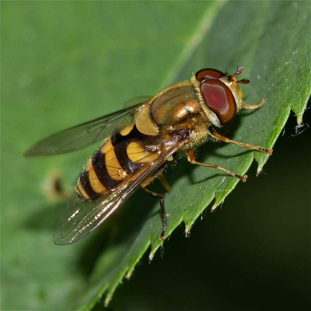 Das Männchen der Schwebfliege SYRPHUS VITRIPENNIS . . .