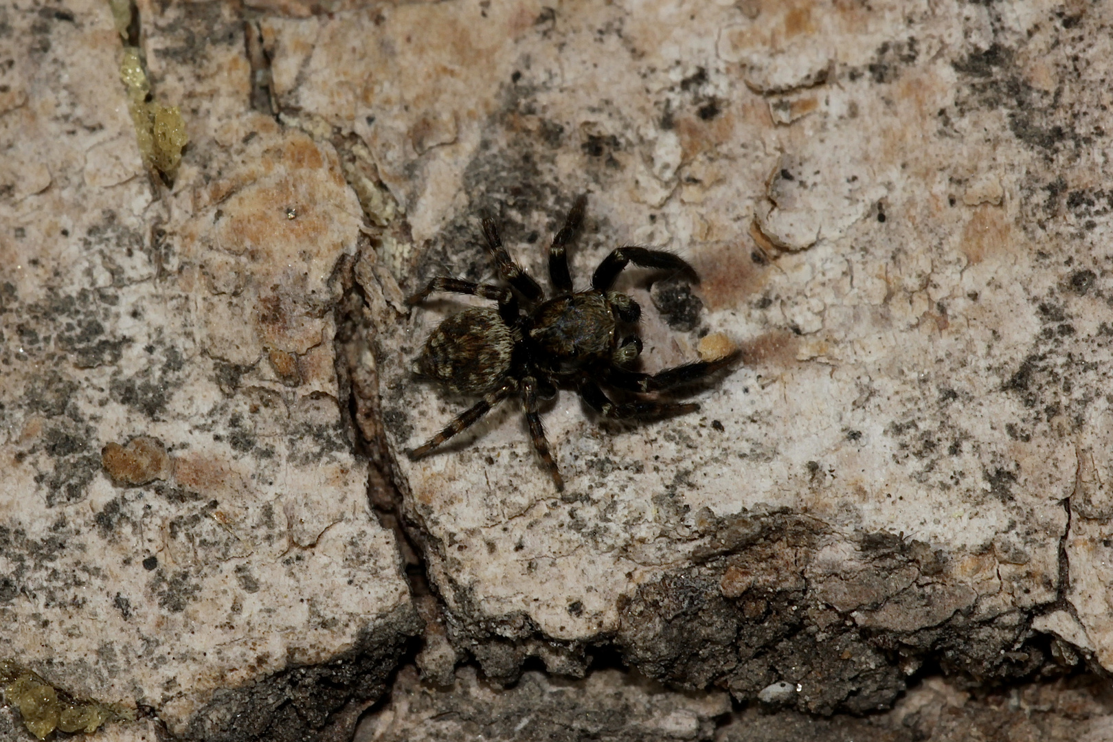 Das Männchen der Springspinne Euophrys erratica