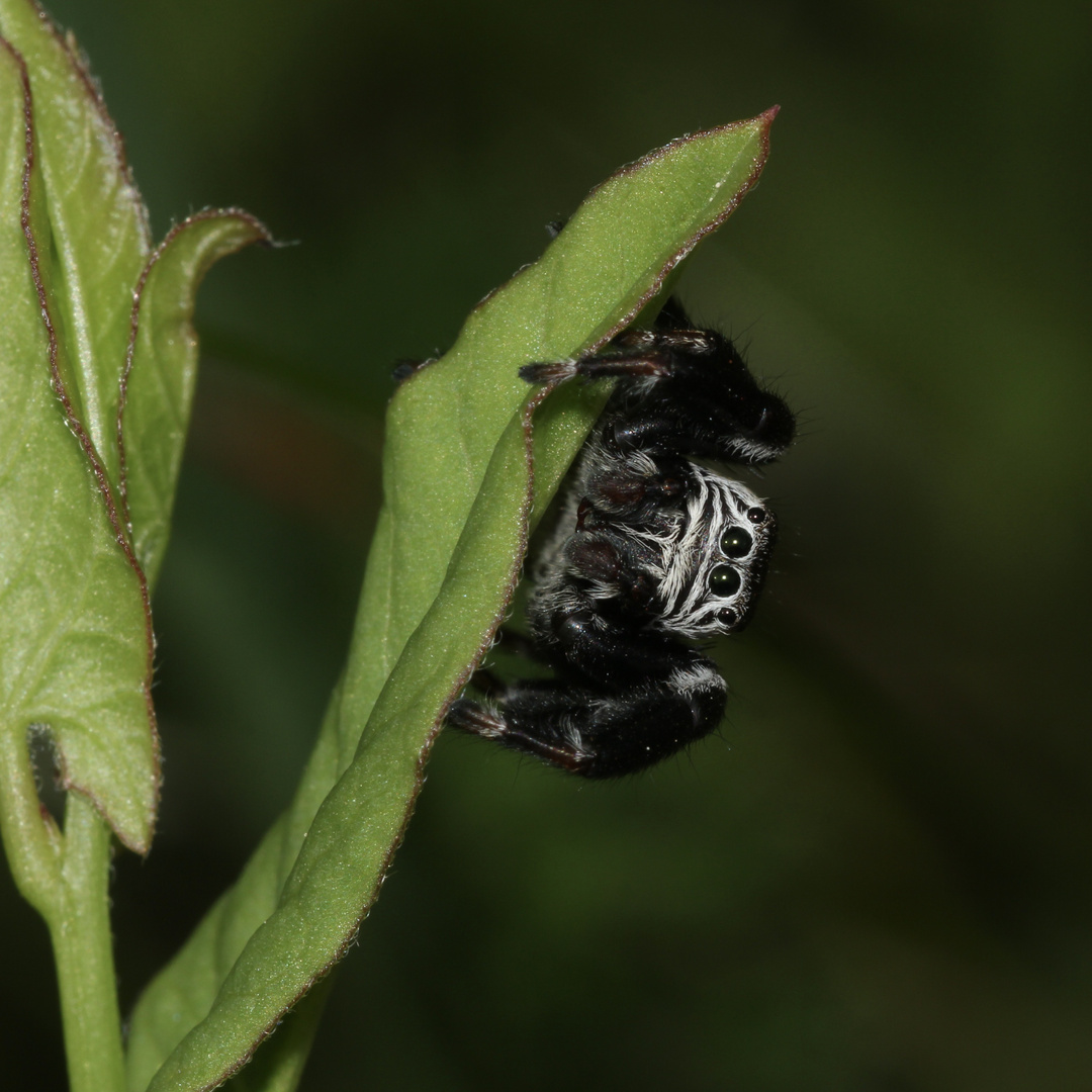 Das Männchen der Springspinne EVARCHA ARCUATA ...