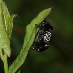 Das Männchen der Springspinne EVARCHA ARCUATA ...