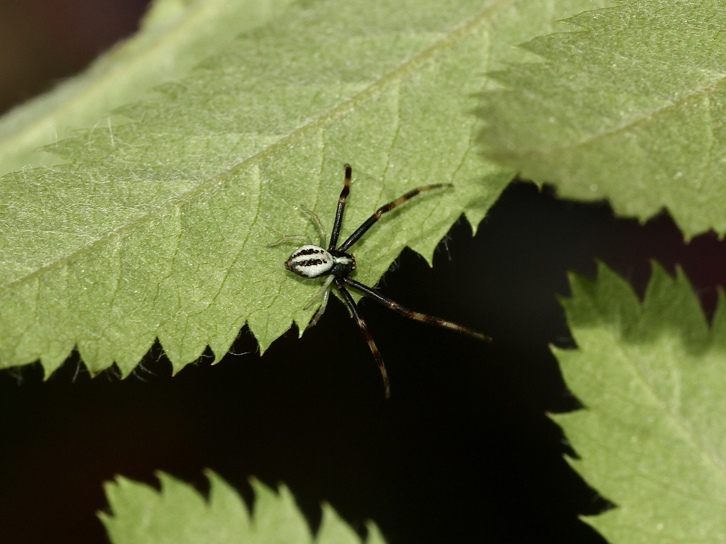 Das Männchen der Veränderlichen Krabbenspinne (Misumena vatia) ...