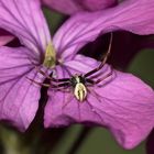 Das Männchen der Veränderlichen Krabbenspinne (Misumena vatia) ...