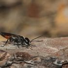 Das Männchen der WANZEN-GRABWESPE (ASTATA BOOPS) auf seiner Sitzwarte