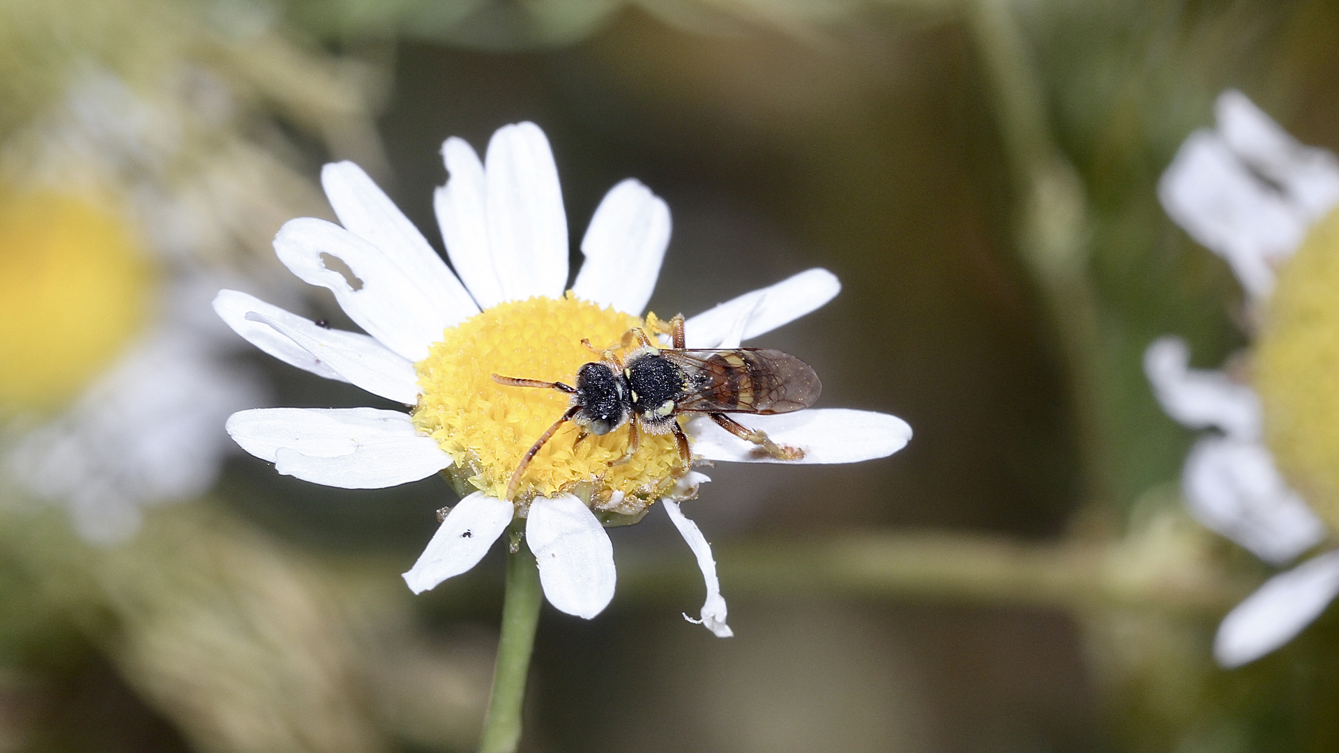 Das Männchen der Wespenbiene Nomada fucata ...