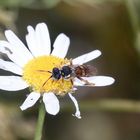 Das Männchen der Wespenbiene Nomada fucata ...