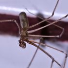 Das Männchen der  Zitterspinne (Pholcus phalangioides), ...