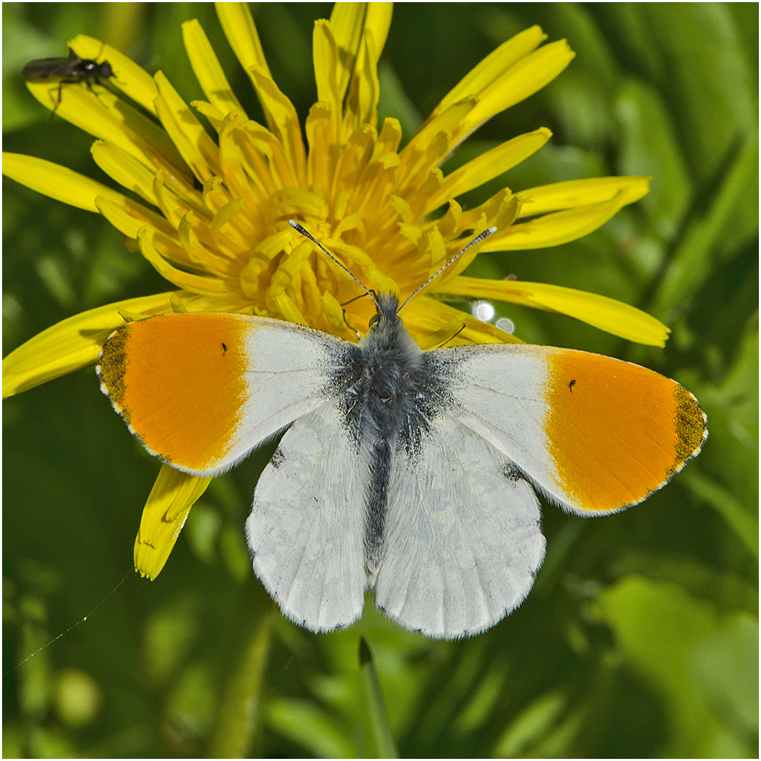 Das Männchen des Aurorafalters (Anthocharis cardamines). . .