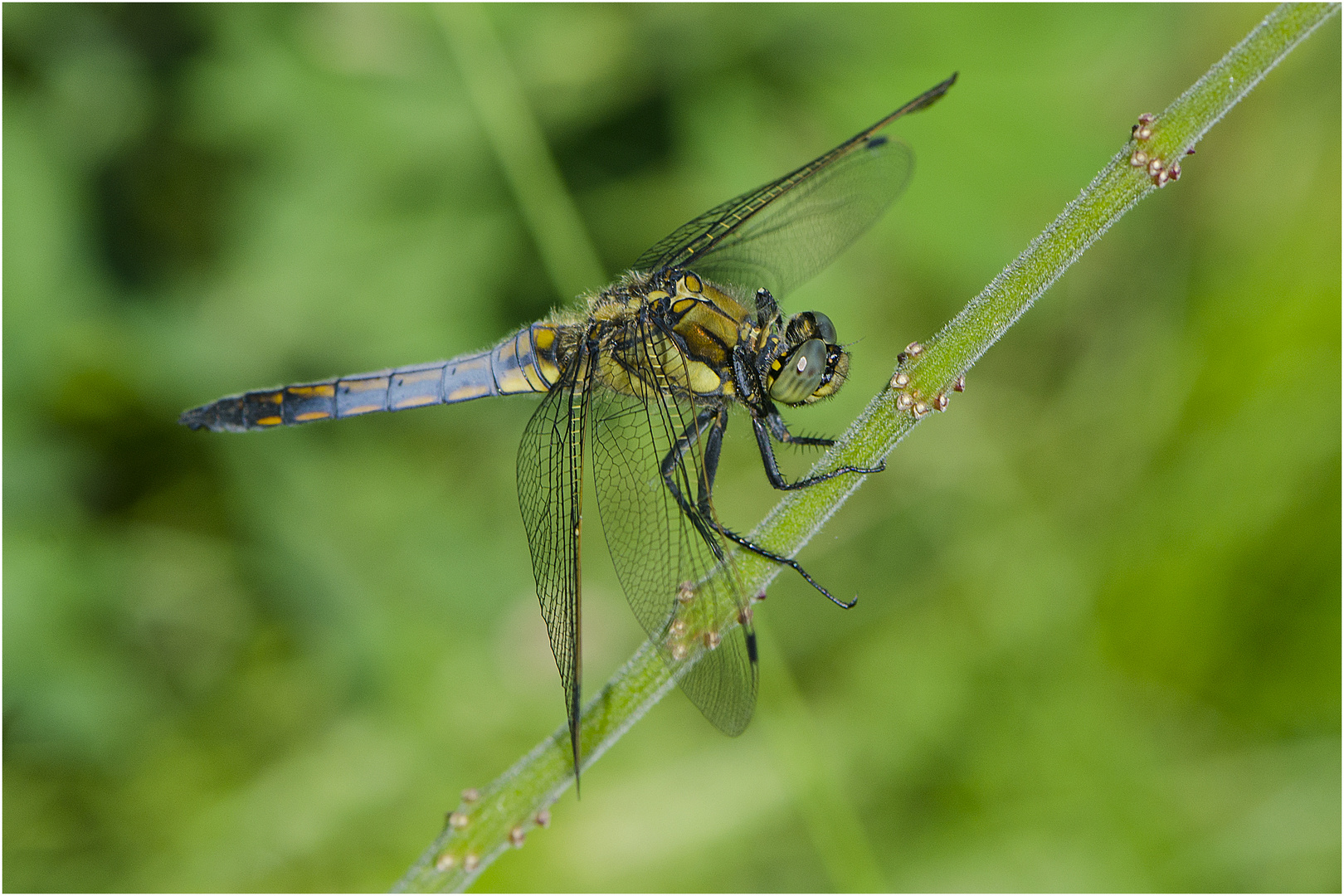 Das Männchen des Großen Blaupfeils (Orthetrum cancellatum) . . .