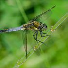 Das Männchen des Großen Blaupfeils (Orthetrum cancellatum) . . .