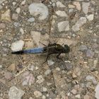 Das Männchen des Großen Blaupfeils (Orthetrum cancellatum) ...