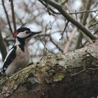 Das Männchen des Großen Buntspechts in unserem Garten 