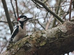 Das Männchen des Großen Buntspechts in unserem Garten 