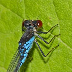 Das Männchen des Kleinen Granatauges (Erythromma viridulum)