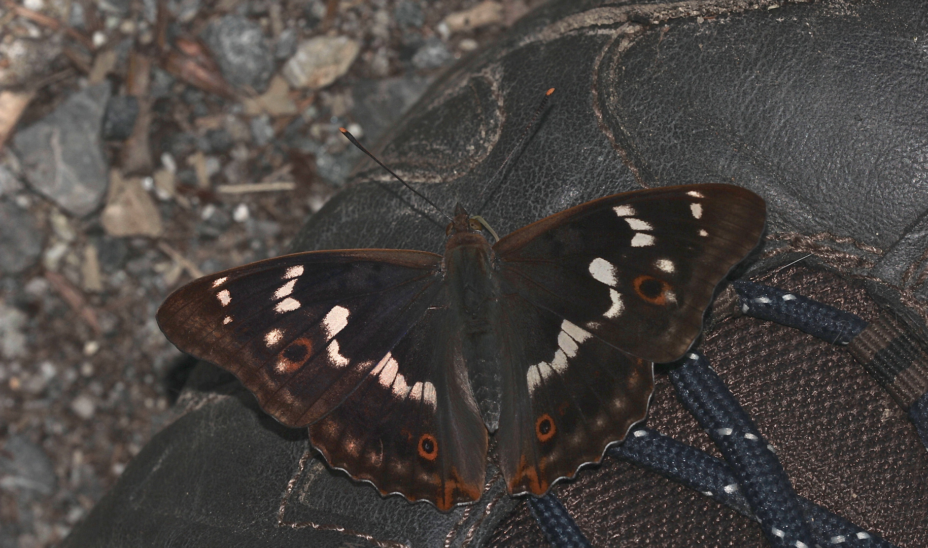 Das Männchen des Kleinen Schillerfalters (Apatura ilia ilia) ...