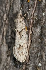 Das Männchen des Kleinschmetterlings Diurnea fagella sitzt gut getarnt an einem Apfelstamm