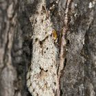 Das Männchen des Kleinschmetterlings Diurnea fagella sitzt gut getarnt an einem Apfelstamm