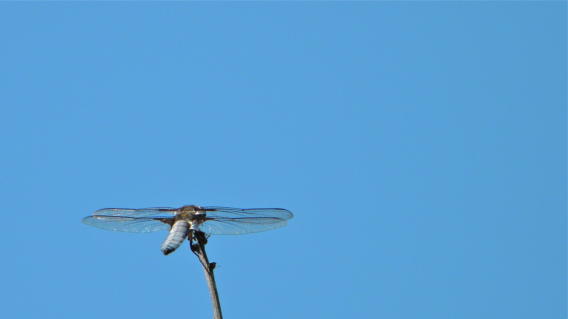 Das Männchen des Plattbauchs in Nachbars Garten ist bei mir erstmals richtig blau geworden - . . .