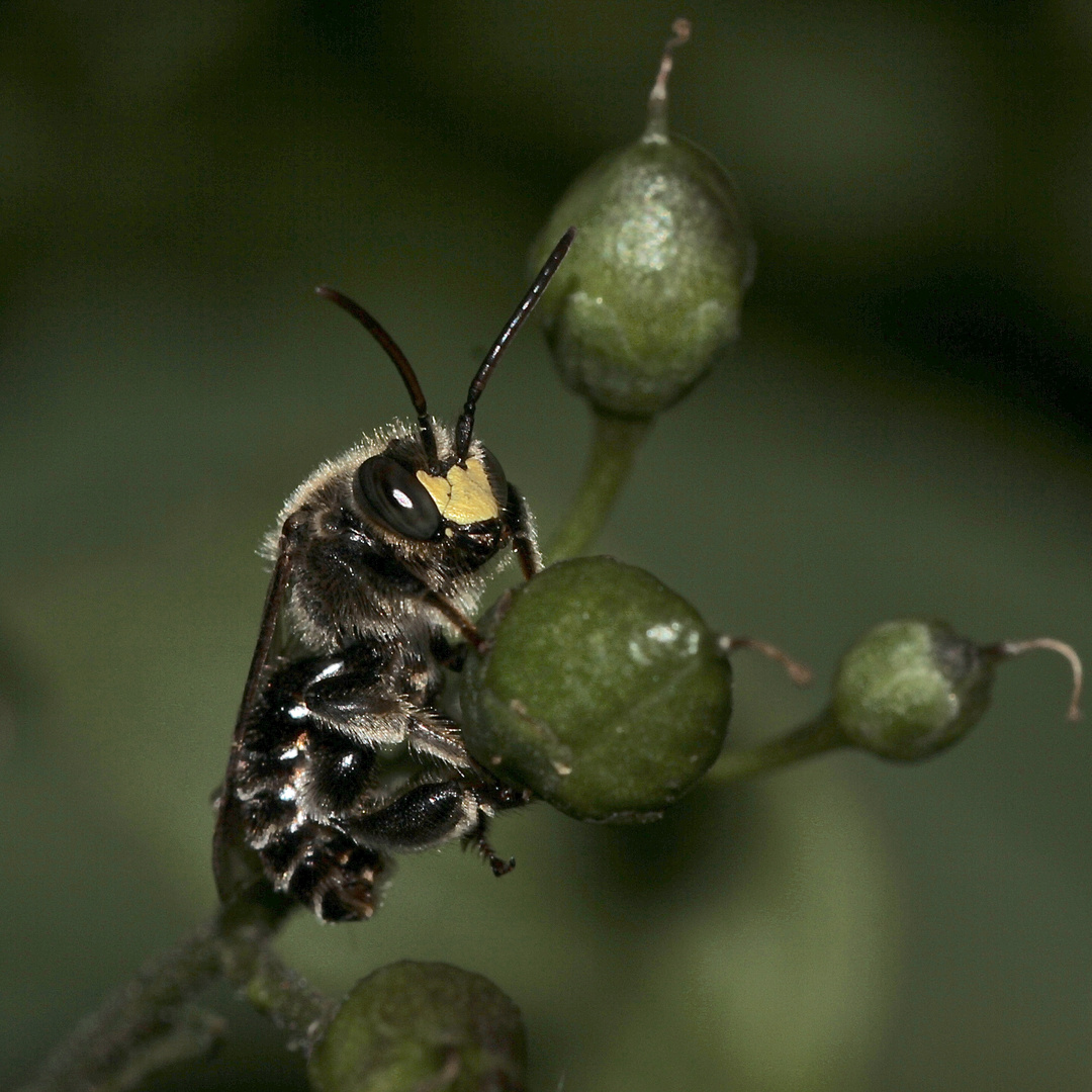 Das Männchen einer Auen-Schenkelbiene (Macropis europaea) ...