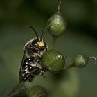 Das Männchen einer Auen-Schenkelbiene (Macropis europaea) ...