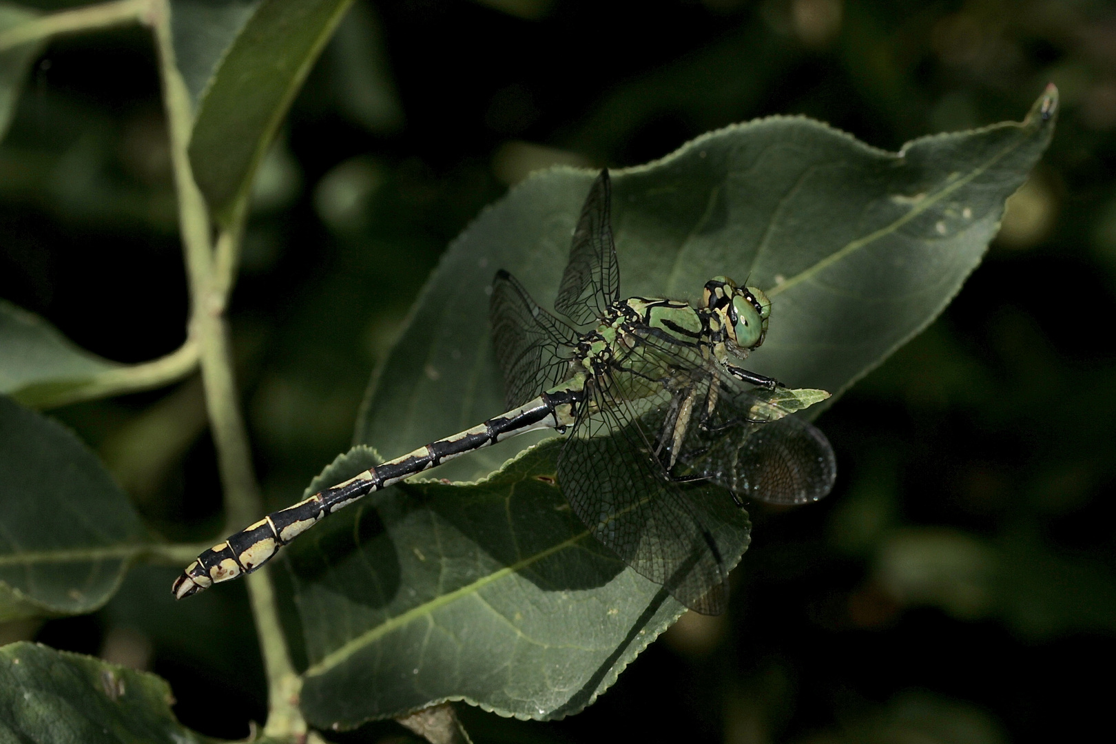 Das Männchen einer Grünen Flußjungfer (Ophiogomphus cecilia)