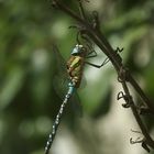 Das Männchen einer Herbst-Mosaikjungfer (Aeshna mixta)