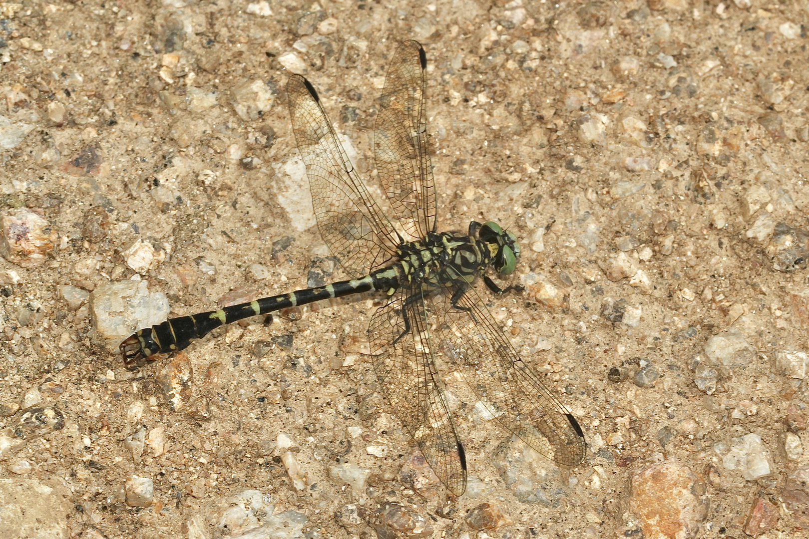 Das Männchen einer Kleinen Zangenlibelle (Onychogomphus forcipatus)