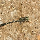 Das Männchen einer Kleinen Zangenlibelle (Onychogomphus forcipatus)