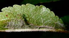 Das Männchen einer schönen Zuckmückenart (Fam. Chironomidae) . . .