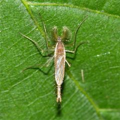 Das Männchen einer Zuckmückenart (Fam. Chironomidae)