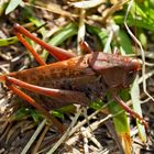 Das Männchen vom Warzenbeisser (Decticus verrucivorus) * - Sauterelle à sabre. 