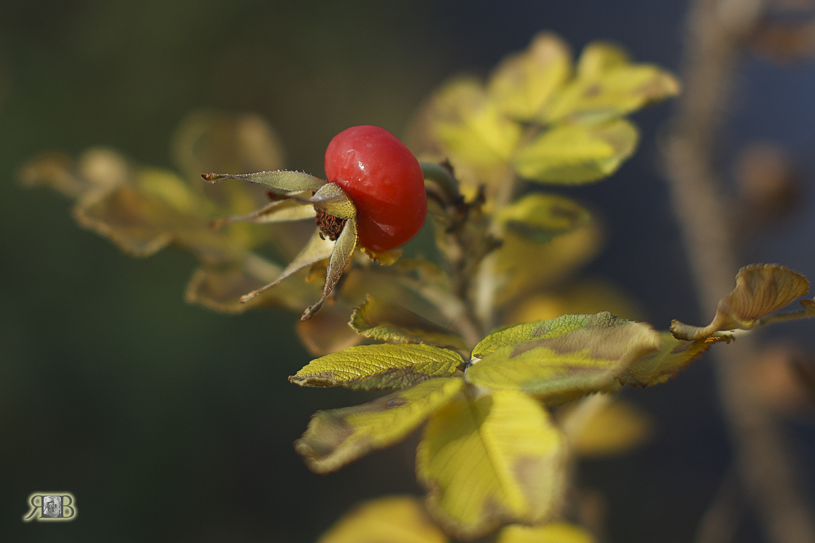 das Männlein steht nicht im Walde