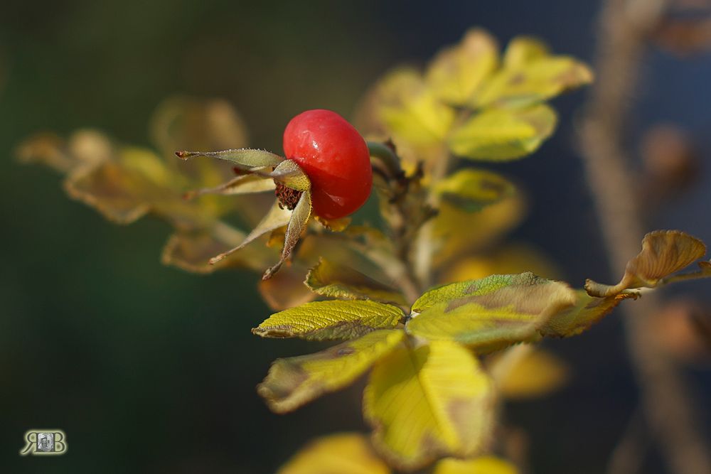 das Männlein steht nicht im Walde