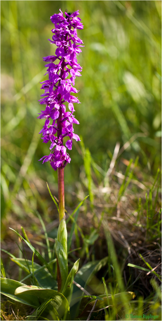 Das Männliche Knabenkraut (Orchis mascula)...