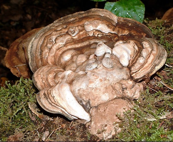 Das Märchen vom Affendämon und dem Baumrindenkobold.