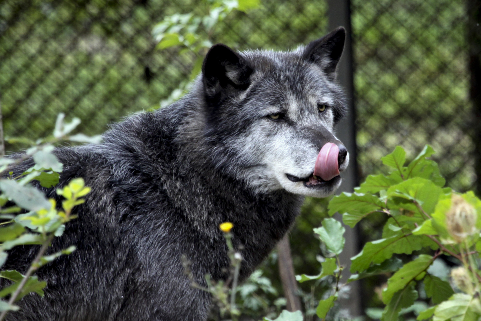 Das Märchen vom Bösen Wolf