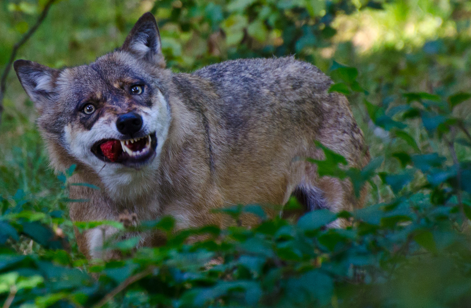 Das Märchen vom "bösen Wolf"