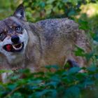 Das Märchen vom "bösen Wolf"