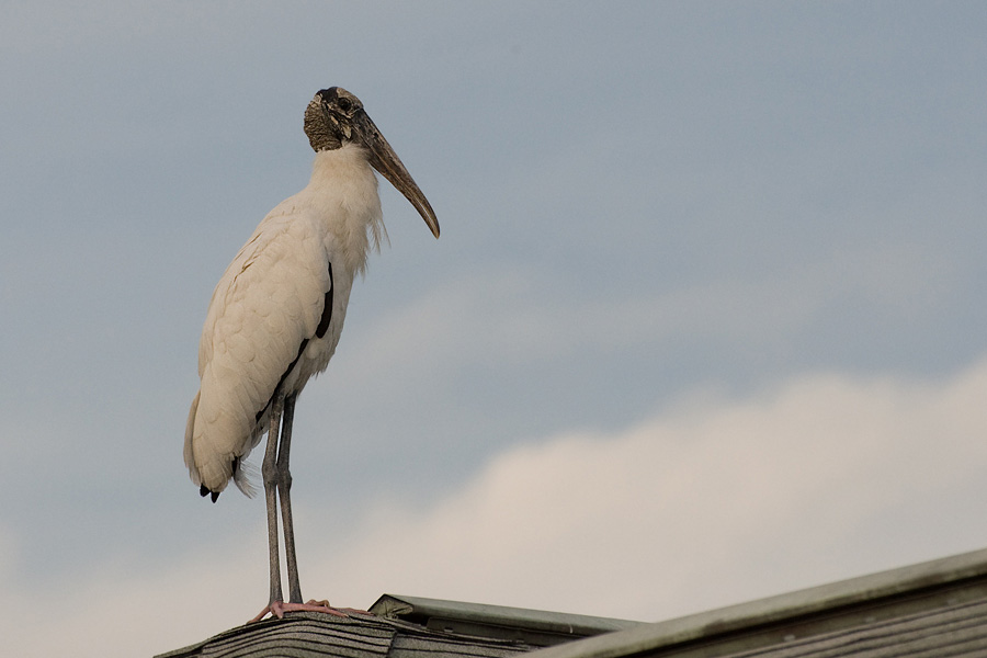 Das Märchen vom Klapperstorch...