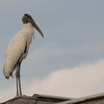 Das Märchen vom Klapperstorch...