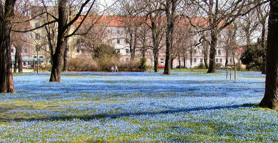 das Magdeburger "Blaue Wunder"