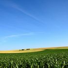 Das Maisfeld