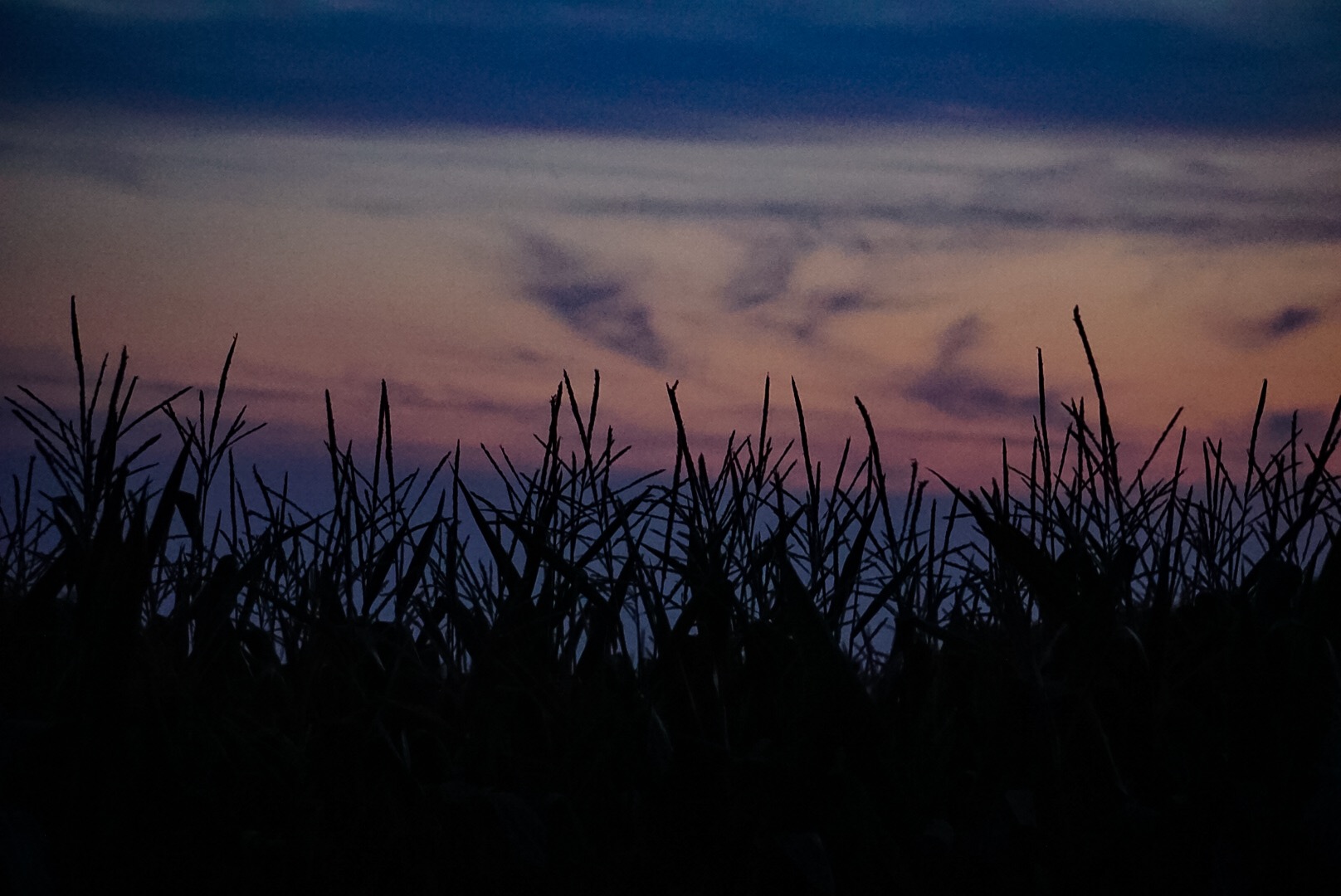 Das Maisfeld im Sonnenuntergang 